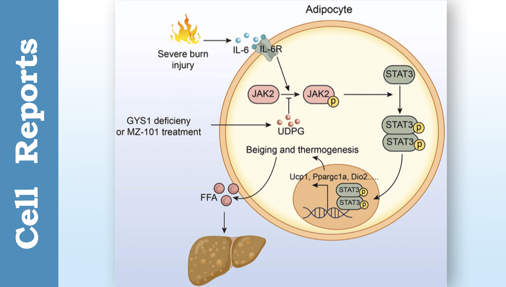 Researchers Discover Role of Glycogen Synthesis in Regulating Adipose Tissue Thermogenesis and Hypermetabolism Post-Burn Injury